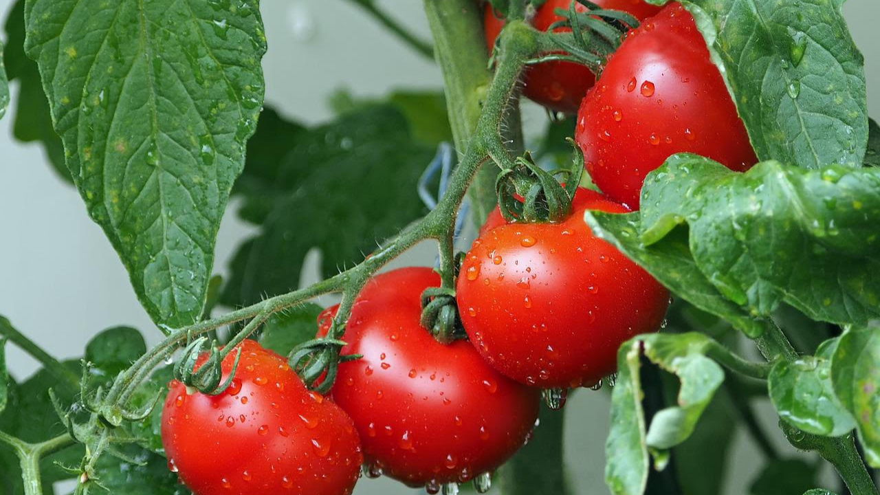 bea tomate ilumina